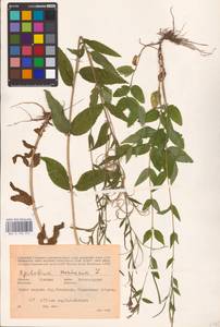 Epilobium montanum L., Eastern Europe, Middle Volga region (E8) (Russia)