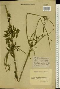 Cephalaria transsylvanica (L.) Schrad. ex Roem. & Schult., Eastern Europe, North Ukrainian region (E11) (Ukraine)