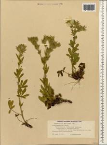 Potentilla astracanica subsp. callieri (Th. Wolf) Soják, Caucasus, Black Sea Shore (from Novorossiysk to Adler) (K3) (Russia)