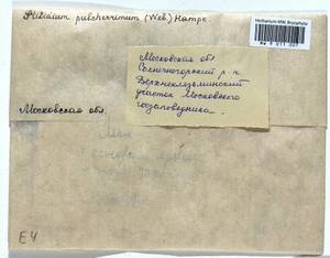 Ptilidium pulcherrimum (Weber) Vain., Bryophytes, Bryophytes - Moscow City & Moscow Oblast (B6a) (Russia)