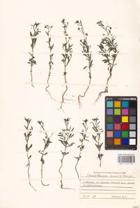 Chaenorhinum minus, Eastern Europe, Moscow region (E4a) (Russia)