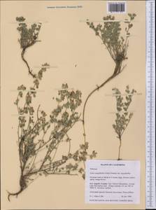 Syrmatium argophyllum (A.Gray)Greene, America (AMER) (United States)