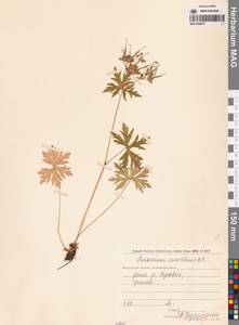 Geranium erianthum DC., Siberia, Chukotka & Kamchatka (S7) (Russia)