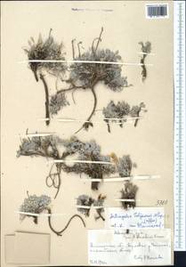 Astragalus heptapotamicus Sumn., Middle Asia, Northern & Central Tian Shan (M4) (Kazakhstan)