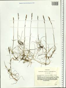 Paracolpodium altaicum (Trin.) Tzvelev, Siberia, Altai & Sayany Mountains (S2) (Russia)