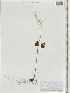 Scutellaria pacifica Juz., Siberia, Russian Far East (S6) (Russia)