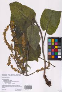 Verbascum nigrum L., Eastern Europe, Central region (E4) (Russia)