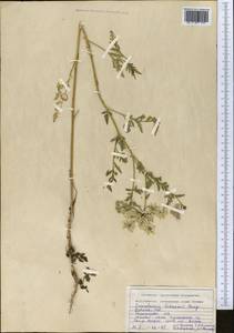 Eremodaucus lehmannii Bunge, Middle Asia, Western Tian Shan & Karatau (M3) (Uzbekistan)