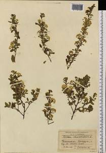 Spiraea chamaedryfolia L., Siberia, Baikal & Transbaikal region (S4) (Russia)