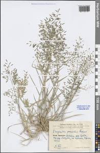 Eragrostis minor Host, South Asia, South Asia (Asia outside ex-Soviet states and Mongolia) (ASIA) (China)