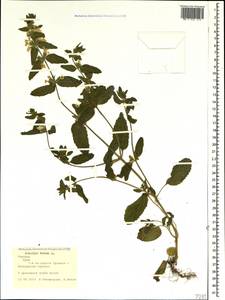 Stachys annua (L.) L., Crimea (KRYM) (Russia)