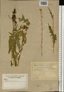 Bunias orientalis L., Eastern Europe, Central region (E4) (Russia)