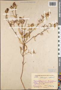 Melampyrum cristatum L., Eastern Europe, Lower Volga region (E9) (Russia)