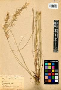 IRKU005027-1, Achnatherum sibiricum (L.) Keng ex Tzvelev, Siberia, Baikal & Transbaikal region (S4) (Russia)