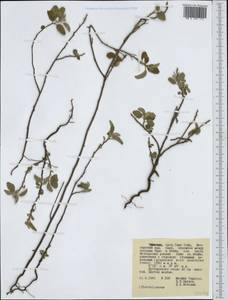 Malvaceae, Africa (AFR) (Ethiopia)