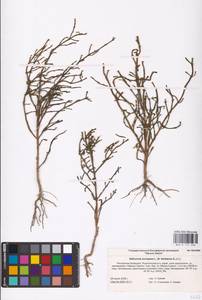 Salicornia perennans Willd., Eastern Europe, Lower Volga region (E9) (Russia)