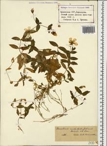 Cerastium undulatifolium Somm. & Levier, Caucasus, Armenia (K5) (Armenia)