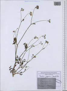 Torilis japonica (Houtt.) DC., Western Europe (EUR) (Germany)