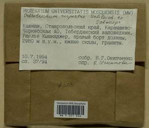 Lewinskya rupestris (Schleich. ex Schwägr.) F. Lara, Garilleti & Goffinet, Bryophytes, Bryophytes - North Caucasus & Ciscaucasia (B12) (Russia)