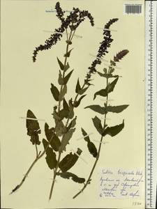Salvia nemorosa subsp. pseudosylvestris (Stapf) Bornm., Eastern Europe, North Ukrainian region (E11) (Ukraine)