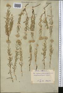 Achillea wilhelmsii K. Koch, Middle Asia, Syr-Darian deserts & Kyzylkum (M7) (Uzbekistan)