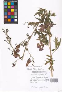 Aconitum variegatum subsp. variegatum, Eastern Europe, Moscow region (E4a) (Russia)