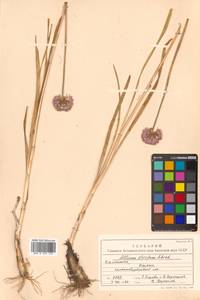 Allium splendens Willd. ex Schult. & Schult.f., Siberia, Chukotka & Kamchatka (S7) (Russia)