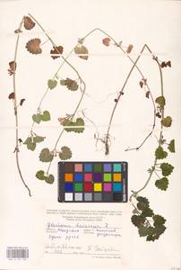 MHA 0 155 780, Glechoma hederacea L., Eastern Europe, Moldova (E13a) (Moldova)