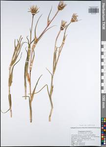 Tragopogon pratensis L., Eastern Europe, Central region (E4) (Russia)