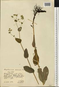 Bupleurum longifolium L., Eastern Europe, Eastern region (E10) (Russia)