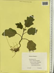 Solanum melongena L., Eastern Europe, Central region (E4) (Russia)