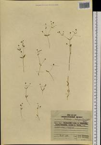 Stellaria calycantha (Ledeb.) Bong., Siberia, Russian Far East (S6) (Russia)