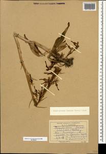 Himantoglossum formosum (Steven) K.Koch, Caucasus, Dagestan (K2) (Russia)