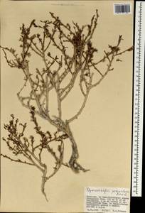 Paronychia przewalskii (Bunge ex Maxim.) Rohweder & Urmi-König, Mongolia (MONG) (Mongolia)