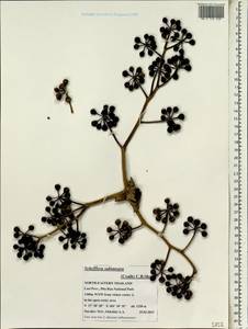 Heptapleurum subintegrum (Craib) G. M. Plunkett & Lowry, South Asia, South Asia (Asia outside ex-Soviet states and Mongolia) (ASIA) (Thailand)