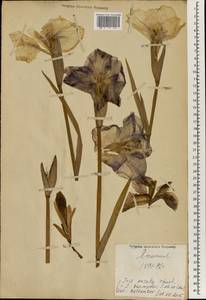 Iris ensata Thunb., South Asia, South Asia (Asia outside ex-Soviet states and Mongolia) (ASIA) (Japan)