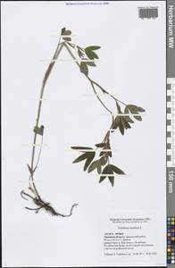 Trifolium medium L., Eastern Europe, Central forest-and-steppe region (E6) (Russia)