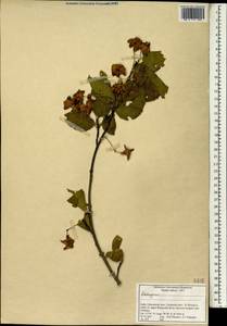 Euonymus, South Asia, South Asia (Asia outside ex-Soviet states and Mongolia) (ASIA) (India)