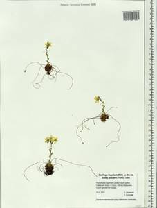 Saxifraga flagellaris subsp. setigera (Pursh) Tolm., Siberia, Baikal & Transbaikal region (S4) (Russia)