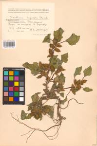 Xanthium orientale var. albinum (Widder) Adema & M. T. Jansen, Eastern Europe, Central region (E4) (Russia)