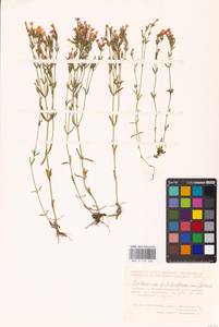 Centaurium pulchellum (Sw.) Druce, Eastern Europe, Eastern region (E10) (Russia)