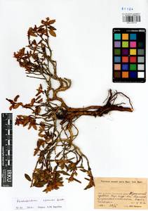 Rhododendron adamsii Rehder, Siberia, Baikal & Transbaikal region (S4) (Russia)