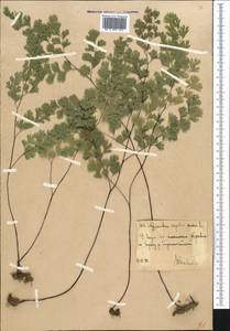 Adiantum capillus-veneris L., Middle Asia, Western Tian Shan & Karatau (M3) (Uzbekistan)