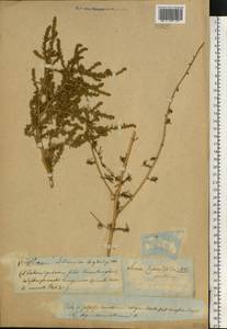 Bassia hyssopifolia (Pall.) Kuntze, Eastern Europe, Lower Volga region (E9) (Russia)