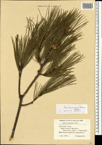 Pinus brutia var. pityusa (Steven) Silba, Crimea (KRYM) (Russia)