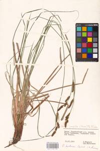 Carex hartmanii Cajander, Eastern Europe, Lithuania (E2a) (Lithuania)