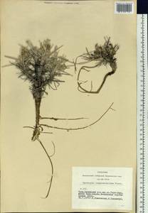 Oxytropis tragacanthoides DC., Siberia, Altai & Sayany Mountains (S2) (Russia)