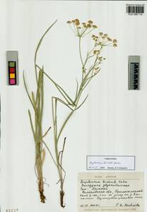 Bupleurum bicaule Helm, Siberia, Altai & Sayany Mountains (S2) (Russia)