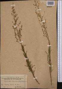 Spiraeanthus schrenckianus (C. A. Mey.) Maxim., Middle Asia, Western Tian Shan & Karatau (M3) (Kazakhstan)