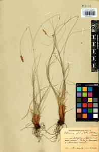 Carex macroprophylla (Y.C.Yang) S.R.Zhang, Siberia, Baikal & Transbaikal region (S4) (Russia)